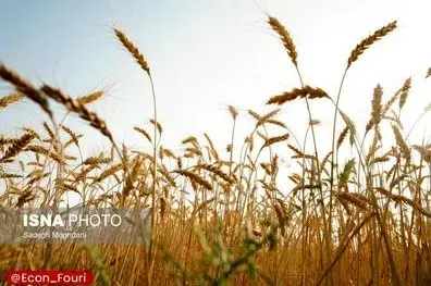 آغاز پرداخت مطالبات گندمکاران به زودی
