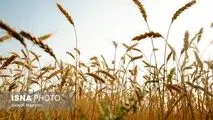 آغاز پرداخت مطالبات گندمکاران به زودی