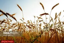 آغاز پرداخت مطالبات گندمکاران به زودی