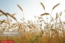 آغاز پرداخت مطالبات گندمکاران به زودی