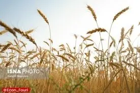آغاز پرداخت مطالبات گندمکاران به زودی