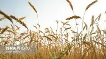 آغاز پرداخت مطالبات گندمکاران به زودی