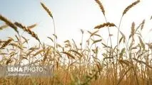 آغاز پرداخت مطالبات گندمکاران به زودی