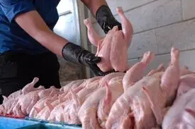  مدیرعامل اتحادیه مرغداران از توافق برای صادرات ۱۰ هزار تن مرغ خبر داد