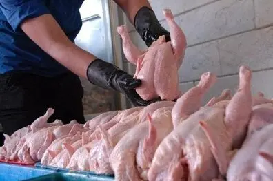  مدیرعامل اتحادیه مرغداران از توافق برای صادرات ۱۰ هزار تن مرغ خبر داد
