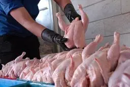  مدیرعامل اتحادیه مرغداران از توافق برای صادرات ۱۰ هزار تن مرغ خبر داد