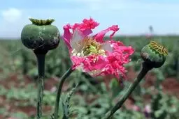 دولت کشت کنترل‌شده شقایق الیفرا را برای تأمین مورفین دارویی تصویب کرد