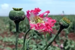 دولت کشت کنترل‌شده شقایق الیفرا را برای تأمین مورفین دارویی تصویب کرد