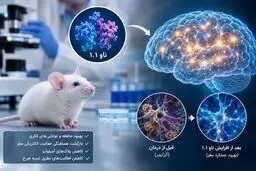 بهبود حافظه موش‌های مبتلا به آلزایمر با افزایش پروتئین ناو ۱.۱