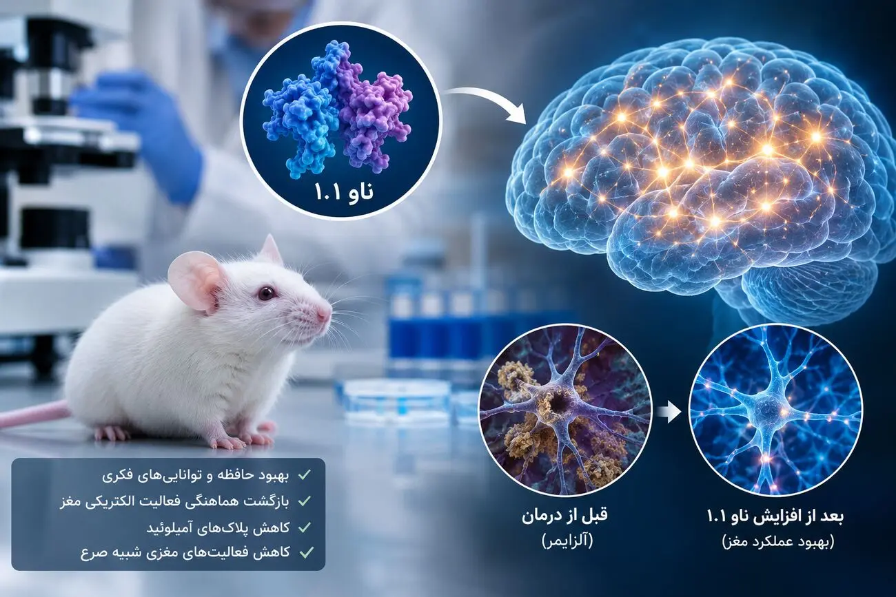 بهبود حافظه موش‌های مبتلا به آلزایمر با افزایش پروتئین ناو ۱.۱