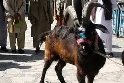 سرقت ۶ بز کوهی از باغ‌وحش دزفول؛ دستگیری ۶ متهم در کمتر از ۴۸ ساعت