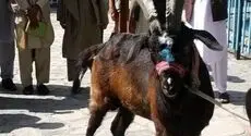 سرقت ۶ بز کوهی از باغ‌وحش دزفول؛ دستگیری ۶ متهم در کمتر از ۴۸ ساعت