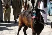 سرقت ۶ بز کوهی از باغ‌وحش دزفول؛ دستگیری ۶ متهم در کمتر از ۴۸ ساعت