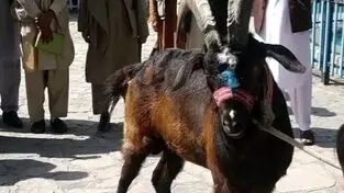 سرقت ۶ بز کوهی از باغ‌وحش دزفول؛ دستگیری ۶ متهم در کمتر از ۴۸ ساعت