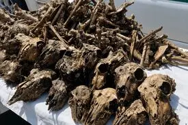 کشف ۴۱ جمجمه آهو از چاه آبی در شاهین‌شهر؛ ۲ شکارچی غیرمجاز دستگیر شدند