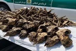 کشف ۴۱ جمجمه آهو از چاه آبی در شاهین‌شهر؛ ۲ شکارچی غیرمجاز دستگیر شدند