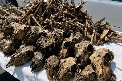 کشف ۴۱ جمجمه آهو از چاه آبی در شاهین‌شهر؛ ۲ شکارچی غیرمجاز دستگیر شدند