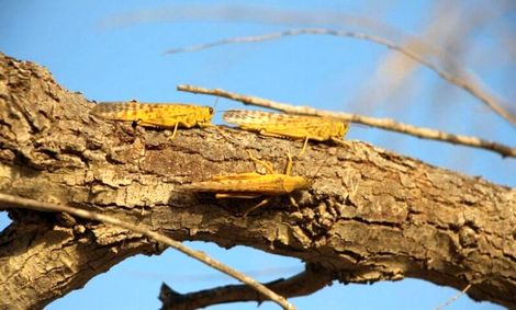 بازگشت ملخ صحرایی به سه استان جنوبی