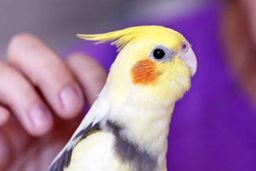 آیا حیوانات خانگی ناقل ویروس کرونا هستند؟