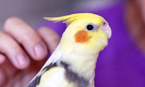 آیا حیوانات خانگی ناقل ویروس کرونا هستند؟