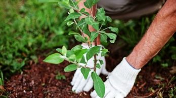 قضاتی که متهمان را به جای زندان، محکوم به کاشت ۱۶ هزار درخت کردند