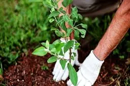 قضاتی که متهمان را به جای زندان، محکوم به کاشت ۱۶ هزار درخت کردند