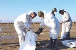 مــرگ ٣٠‌هــــزار پـرنده مهـاجـر