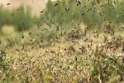 ایران برای مقابله با دور جدید حمله ملخ‌‌ها آماده می‌شود