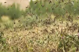 ایران برای مقابله با دور جدید حمله ملخ‌‌ها آماده می‌شود