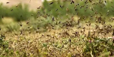 ایران برای مقابله با دور جدید حمله ملخ‌‌ها آماده می‌شود