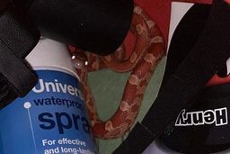 نفوذ مار در کابینت خانه همه را شوکه کرد