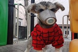 قرنطینه یک سگ مشکوک به آلودگی به کرونا در هنگ‌کنگ