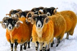 چوپان اسکاتلندی به خاطر بوکس با گوسفندان جریمه شد