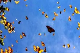 احداث باغ پروانه‌ها در جنوب تهران/ کاشت نهالی علیه کرونا