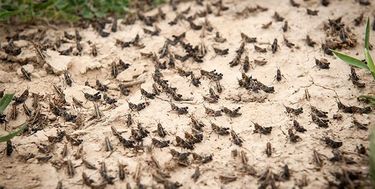 کشاورز اعلام کرد: اختصاص ۲۰۰ میلیارد ریال برای مبارزه با ملخ‌های مهاجم