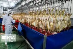 کرونا به دام و طیور منتقل نمی‌شود