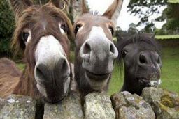 کرونا و بازار داغ عنبرالنسا!