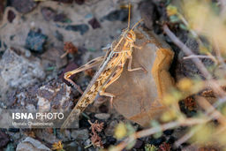 ملخ‌های صحرایی تا کی در کشور می‌مانند؟