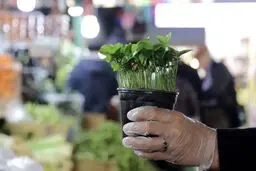 جشن پایان کرونا نوروز امسال نخواهد بود