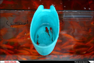 فروش ماهی قرمز در تهران ممنوع شود