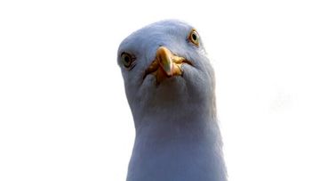 کرونا و حیوانات