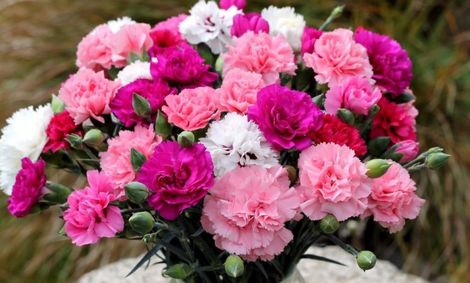 کرونا دامن بازار گل شب عید را هم گرفت+قیمت