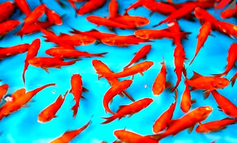 افراد توصیه‌های لازم راجع به خرید ماهی قرمز را جدی بگیرند