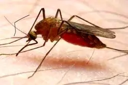 حشرات باعث انتقال ویروس کرونا می‌شوند؟