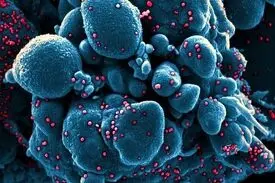 بالا بودن آسیب پذیری مردان نسبت به کرونا/ از شایعه تا واقعیت
