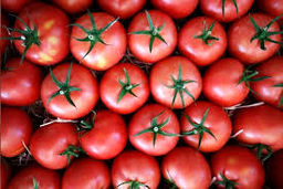 کاهش قیمت جهانی مواد غذایی رکورد زد