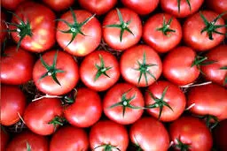 کاهش قیمت جهانی مواد غذایی رکورد زد