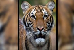 تست کرونای یک ببر در باغ‌وحشی در نیویورک مثبت شد