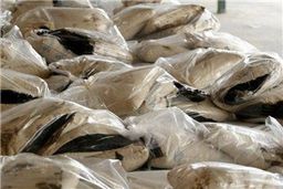 بازی «سوداگران مرگ» با «کرونا» + هشدارها