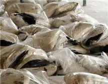 بازی «سوداگران مرگ» با «کرونا» + هشدارها